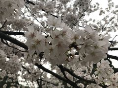 -武汉大学-樱园