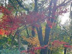 -昆山城市生态森林公园