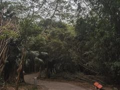 -滴水岩森林公园