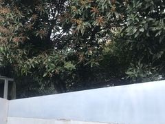 -一树一叶·福建茶档(石鼓路店)