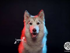 -超宠爱宠物摄影-Super pet