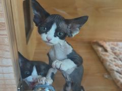 -山宅一喵德文卷毛猫舍