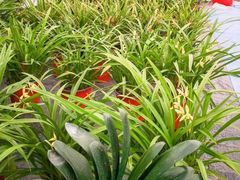 -龙大花卉苗木市场