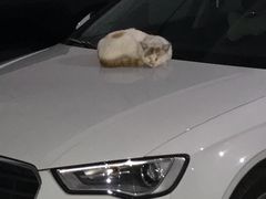 -中国石化(杨思路店)