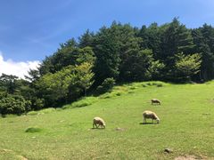 -神户市立六甲山牧场