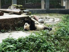-中国大熊猫保护研究中心雅安碧峰峡基地