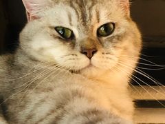 -猫儿山۰猫主题餐厅