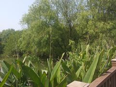 -长兴太湖图影湿地文化园
