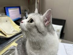 -四月宠物医院·猫专科·心脏专科·内科(转塘店)