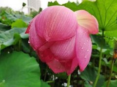 -陈家山荷花公园