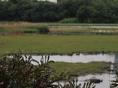 -华侨城湿地公园