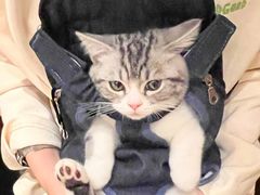 -lincat·猫舍(广州店)