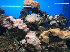 -御唐府海珊瑚主题餐厅