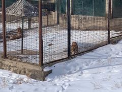 -新疆天山野生动物园