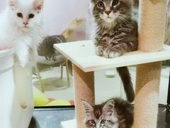 -十年猫舍·猫咪专门店(普陀店)