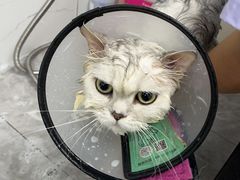 -瑞派紫金宠物医院24小时·骨科·中兽医·重症转诊中心(番禺大石院)