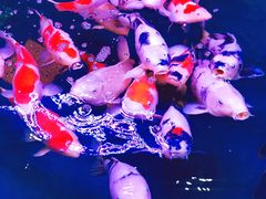 -中环花鸟鱼虫市场