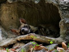 -清迈夜间动物园