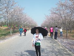 -天王浮山樱花园