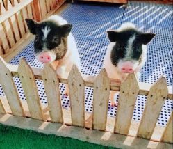 -萌宠亲子动物乐园(槐房万达店)