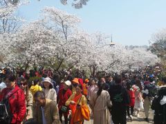-武汉大学-樱园