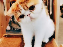 -飞行喵MR PILOT|猫舍·猫咖(静安大融城店)