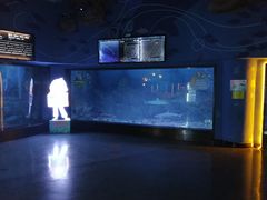 -烟台海昌鲸鲨海洋公园