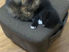 -平行世界·猫咖(首经贸店)