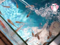 -泰国鱼疗足疗馆