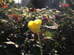 -人民公园(罗湖区)