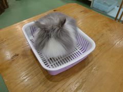 -藦茜花园宠物主题亲子互动体验馆(国顺东路店)