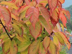 -洛阳白云山景区