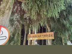 -武陵山森林公园