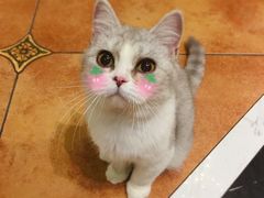 -more than meow吴止猫主题餐厅(承德 中船汇店)