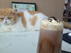 -喵园·猫主题咖啡厅·撸猫·猫咖(国贸店)