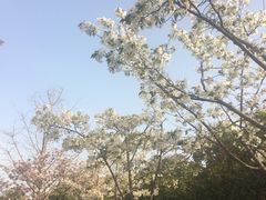-新江湾城公园