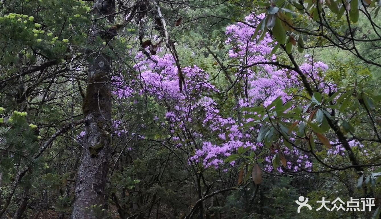 巴拉格宗漫山遍野的杜鹃花太美啦！