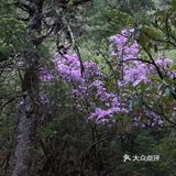 巴拉格宗漫山遍野的杜鹃花太美啦！