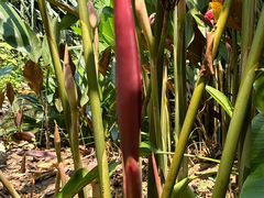 -中国科学院西双版纳热带植物园