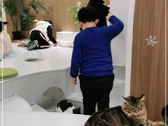 -COLOR PETS 撸猫馆·购猫·猫咖(长风大悦城店)