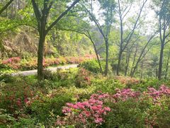 -木兰云雾山
