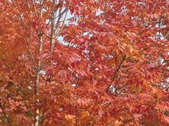 -北京西山国家森林公园