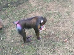 -西霞口神雕山野生动物世界