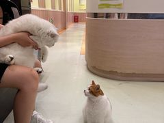 -瑞鹏宠物医院·宠保定点·心脏科·内科(御桥分院)