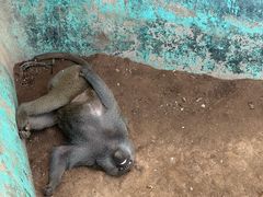 -西霞口神雕山野生动物世界