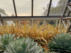 -深圳仙湖植物园