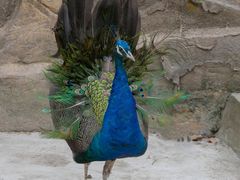 -哈尔滨北方森林动物园