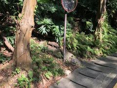 -深圳仙湖植物园