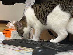 -瑞派康怡24h宠物医院·犬猫医疗中心·微创绝育(瑞景分院)