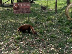 -合肥野生动物园